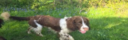 English Springer Spaniel dogs for sale: ⭐️ KC Home Reared Tested Springer Pups ⭐️ - Advert 12
