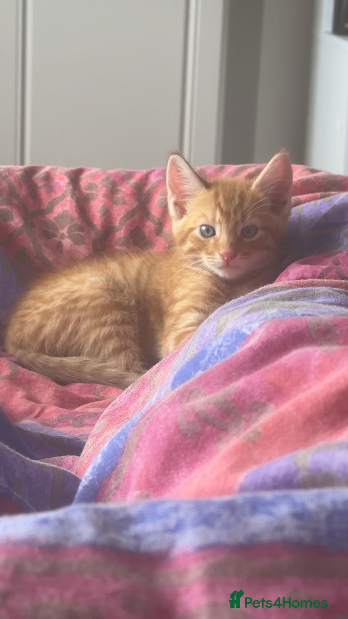 Mixed Breed cats Tiger stripes mixed breed - Advert 1