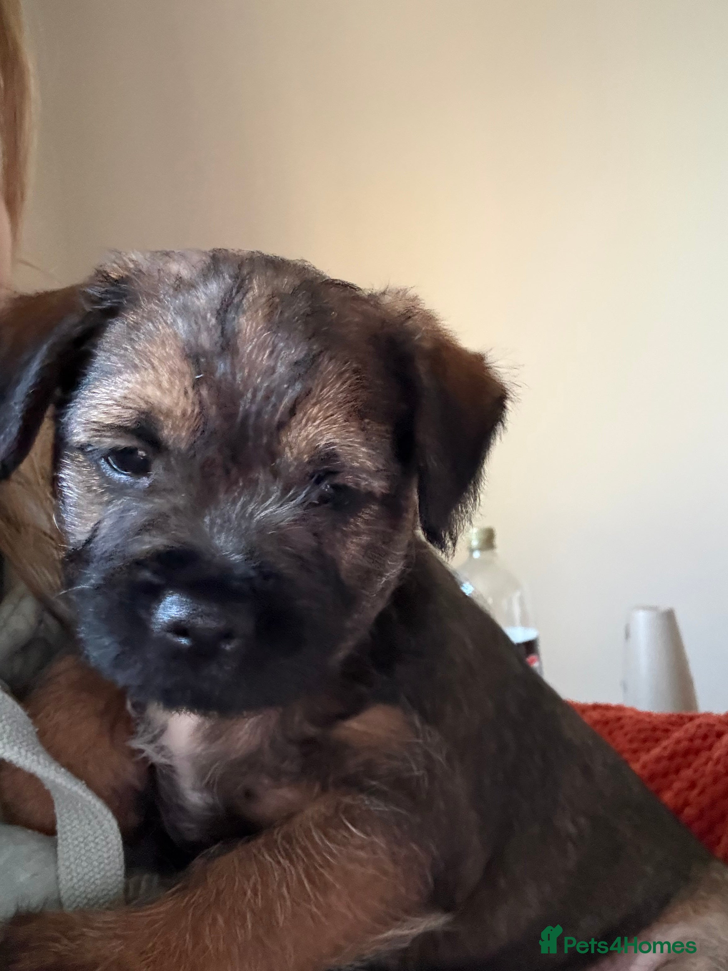 Border Terrier dogs for sale: Stunning Border Terrier Puppies - Advert 1