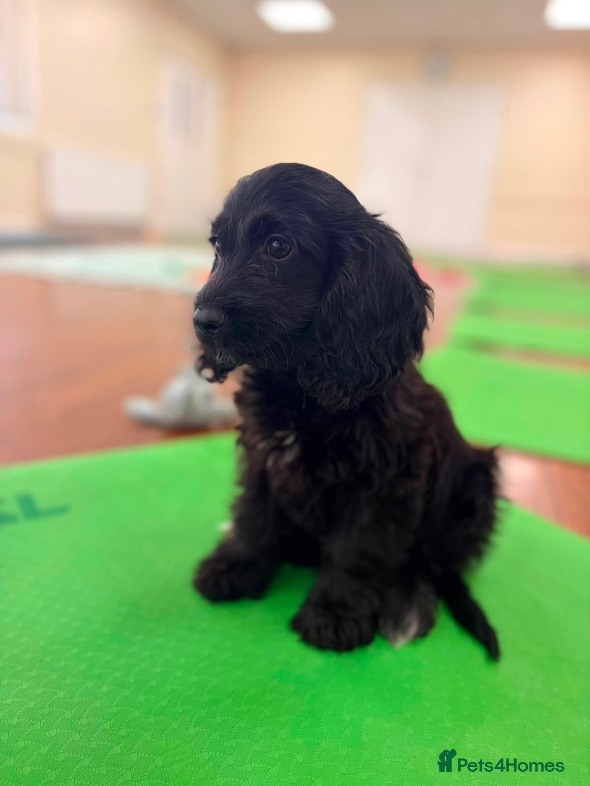 Cockapoo dogs Beautiful F1 Cockapoo Babies 🐾🐾🐾 - Advert 1