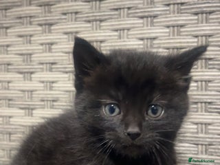 Mixed Breed cats - Advert 23