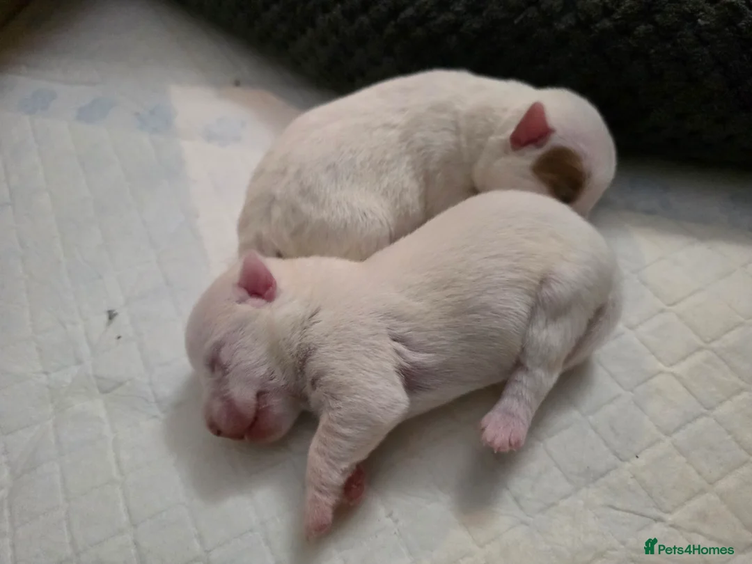 Jack Russell dogs for sale: Miniature Jack Russell Babies  - Advert 5