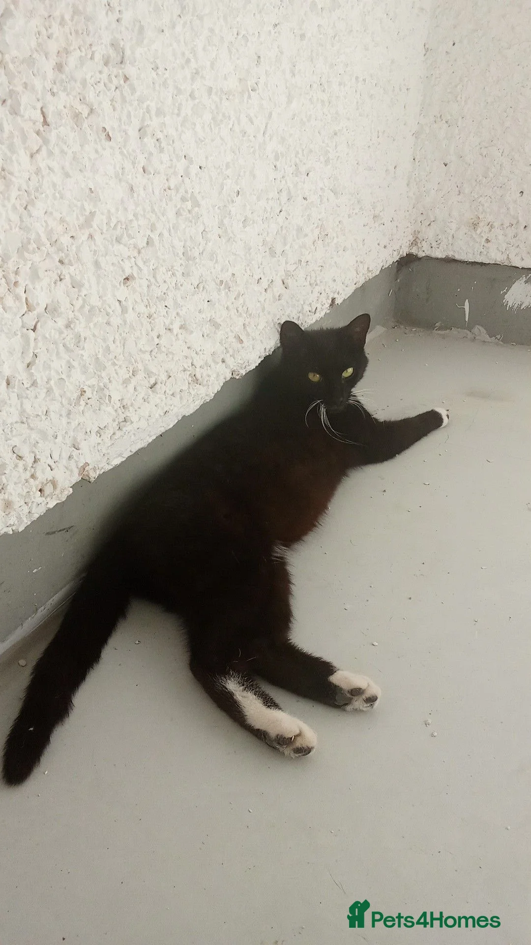 Mixed Breed cats for sale: Cats for adoption asap! - Advert 4