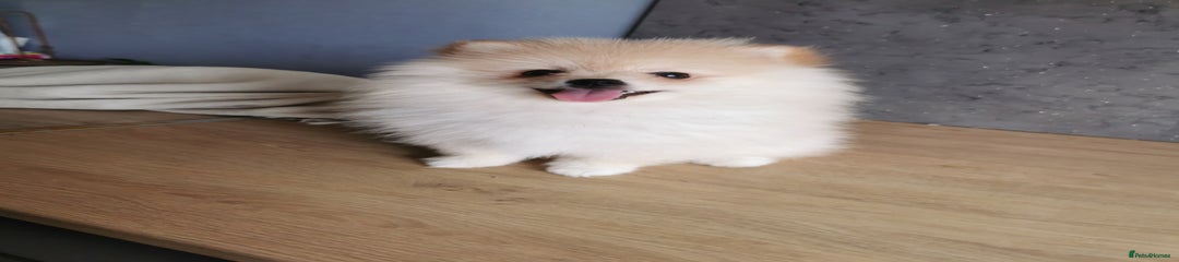 Pomeranian Puppy 1