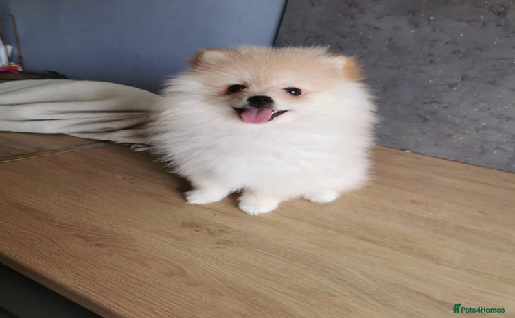 Pomeranian dogs - Advert 12