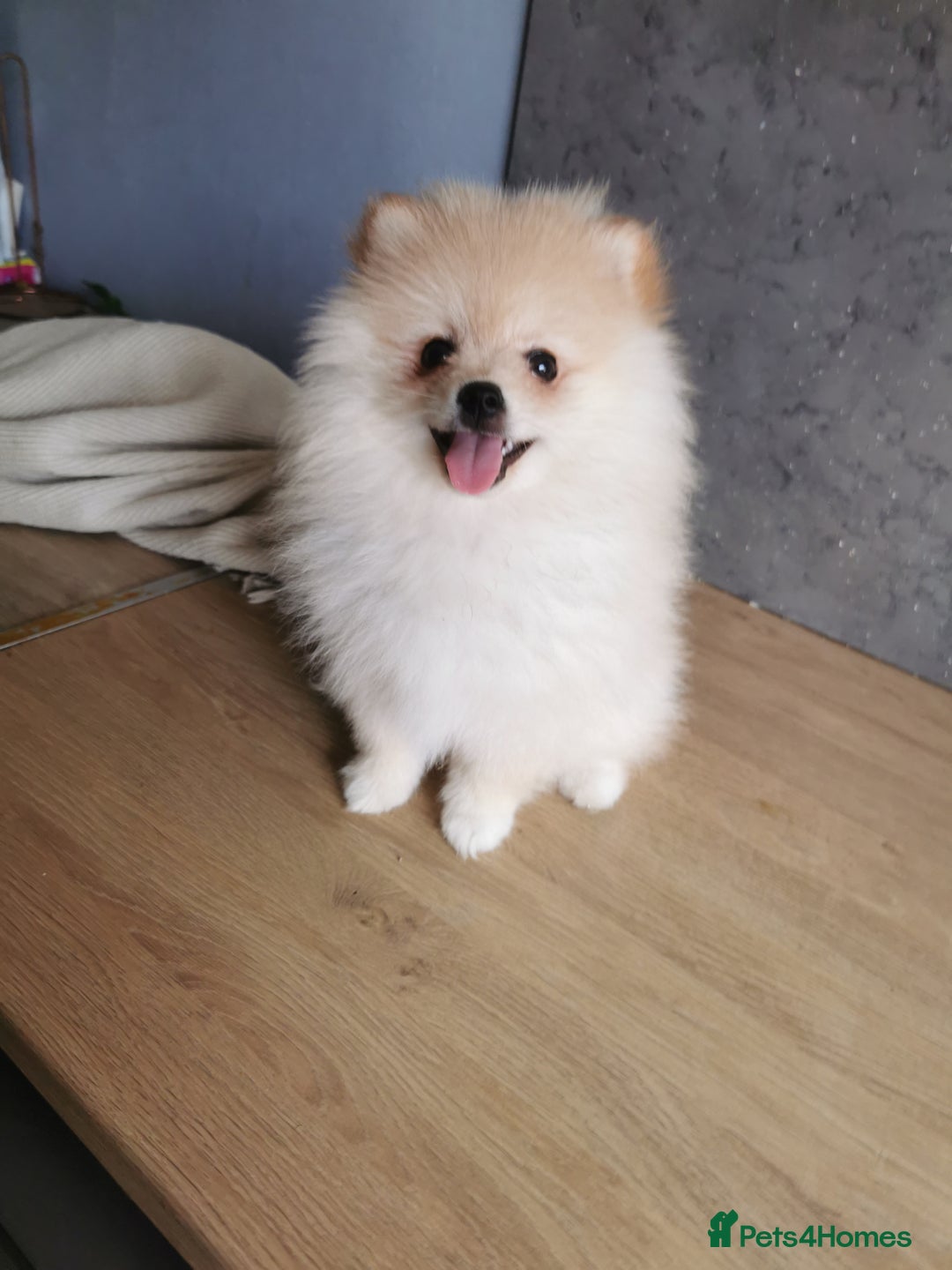 Pomeranian dogs for sale: Adorable Pomeranians 🩷🥰 - Image 1