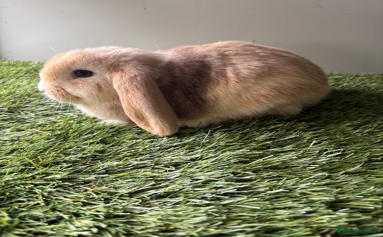 Mini Lop rabbits in Manchester - Advert 2