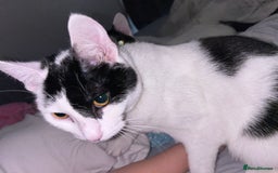 Domestic Shorthair cats for sale: Harry and Melody - Image 3