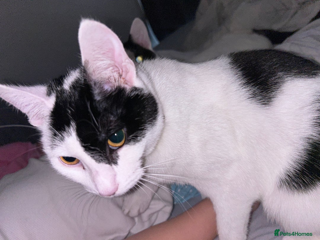 Domestic Shorthair cats for sale: Harry and Melody - Image 3