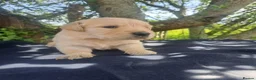 Golden Retriever dogs for sale: KC Registered Golden Retrievers- DNA Health Tested - Advert 21