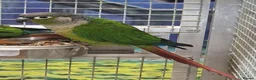 Parrots birds for sale: Birds/Parakeets/Parrots/Amazons  - Advert 12