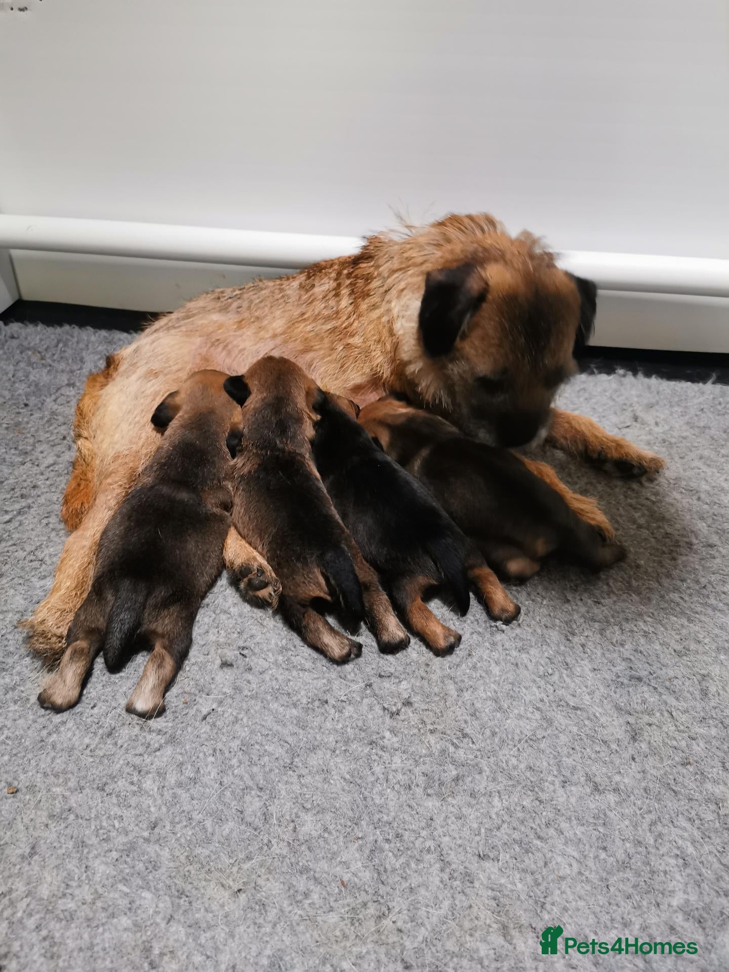 Border Terrier dogs Border Terrier Pups  - Advert 2