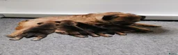Border Terrier dogs for sale: Border Terrier Pups  - Advert 2