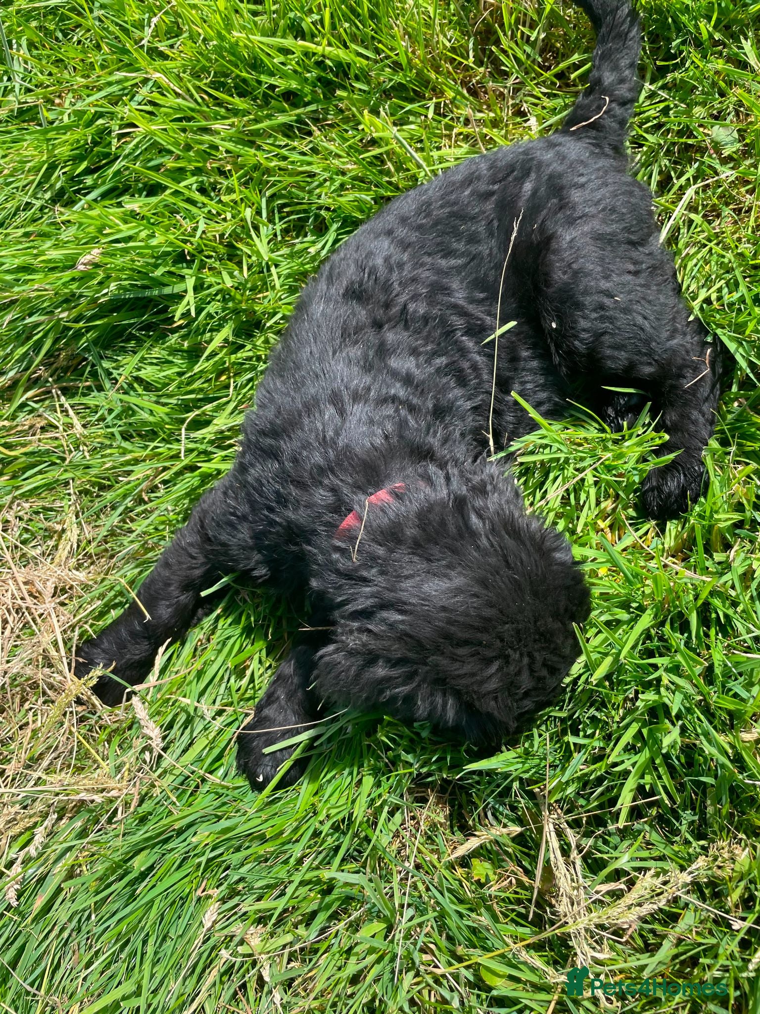 Russian Black Terrier dogs Russian Black Terrier Pups for Sale - Advert 2