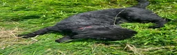 Russian Black Terrier dogs for sale: Russian Black Terrier Pups for Sale - Advert 12