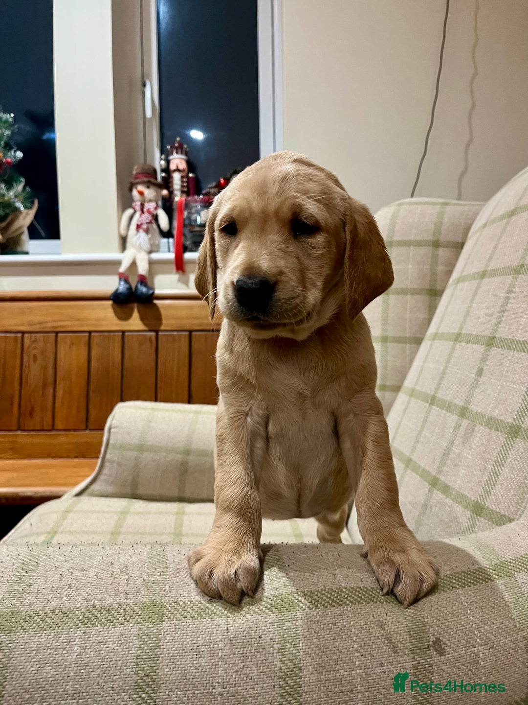 Labrador Retriever dogs for sale: KC Registered Labrador Puppies for Sale - Advert 32