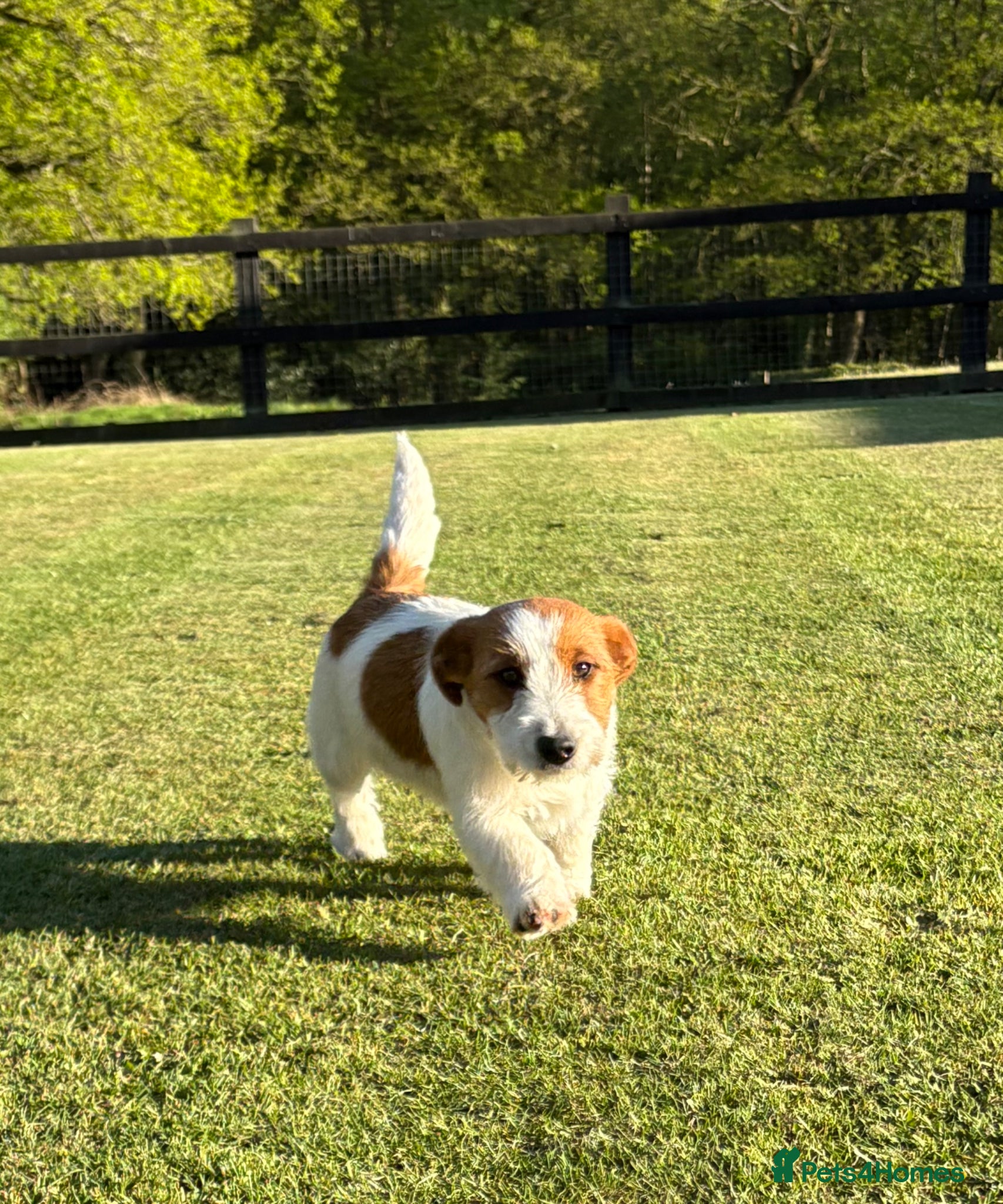 Jack Russell dogs Pedigree Jack Russell Dog Puppy  - Advert 2