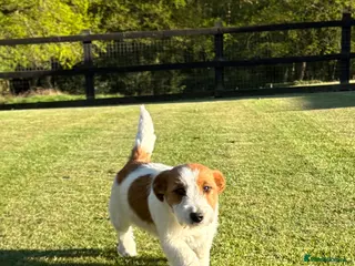 Jack Russell dogs Pedigree Jack Russell Dog Puppy - Advert 2