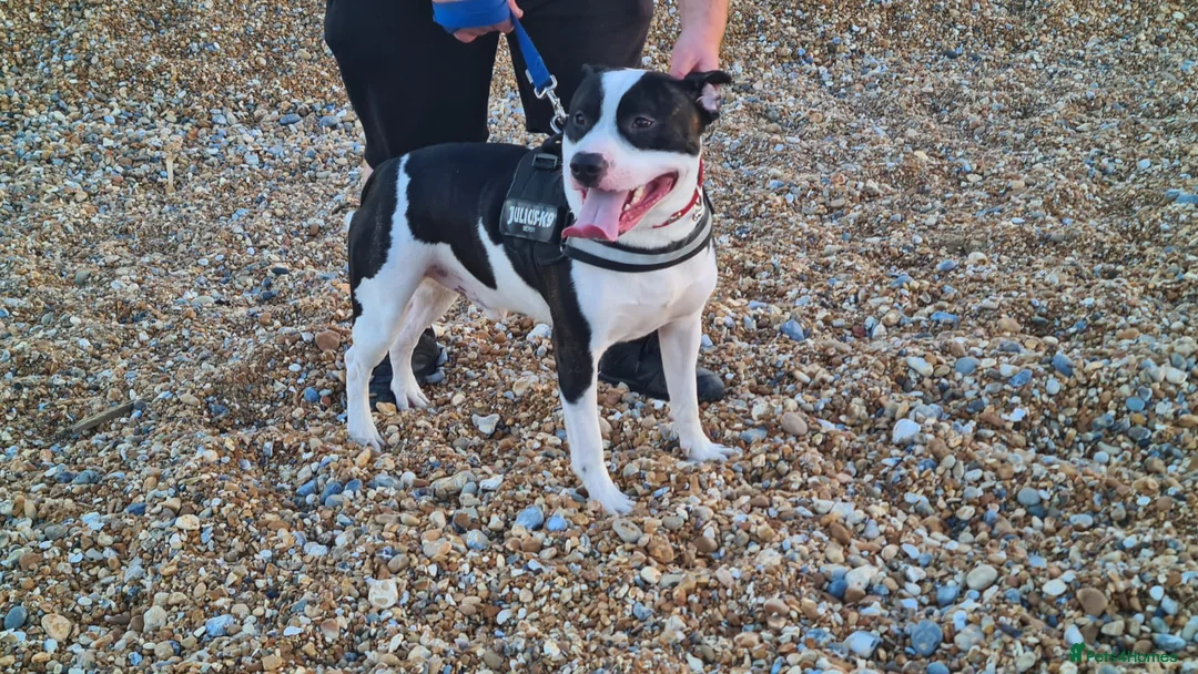 Staffordshire Bull Terrier dogs for stud: Albert the staffy  in Orpington - Advert 5