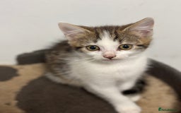 Mixed Breed cats for sale: Gorgeous Tabby & White Kitten - Image 3