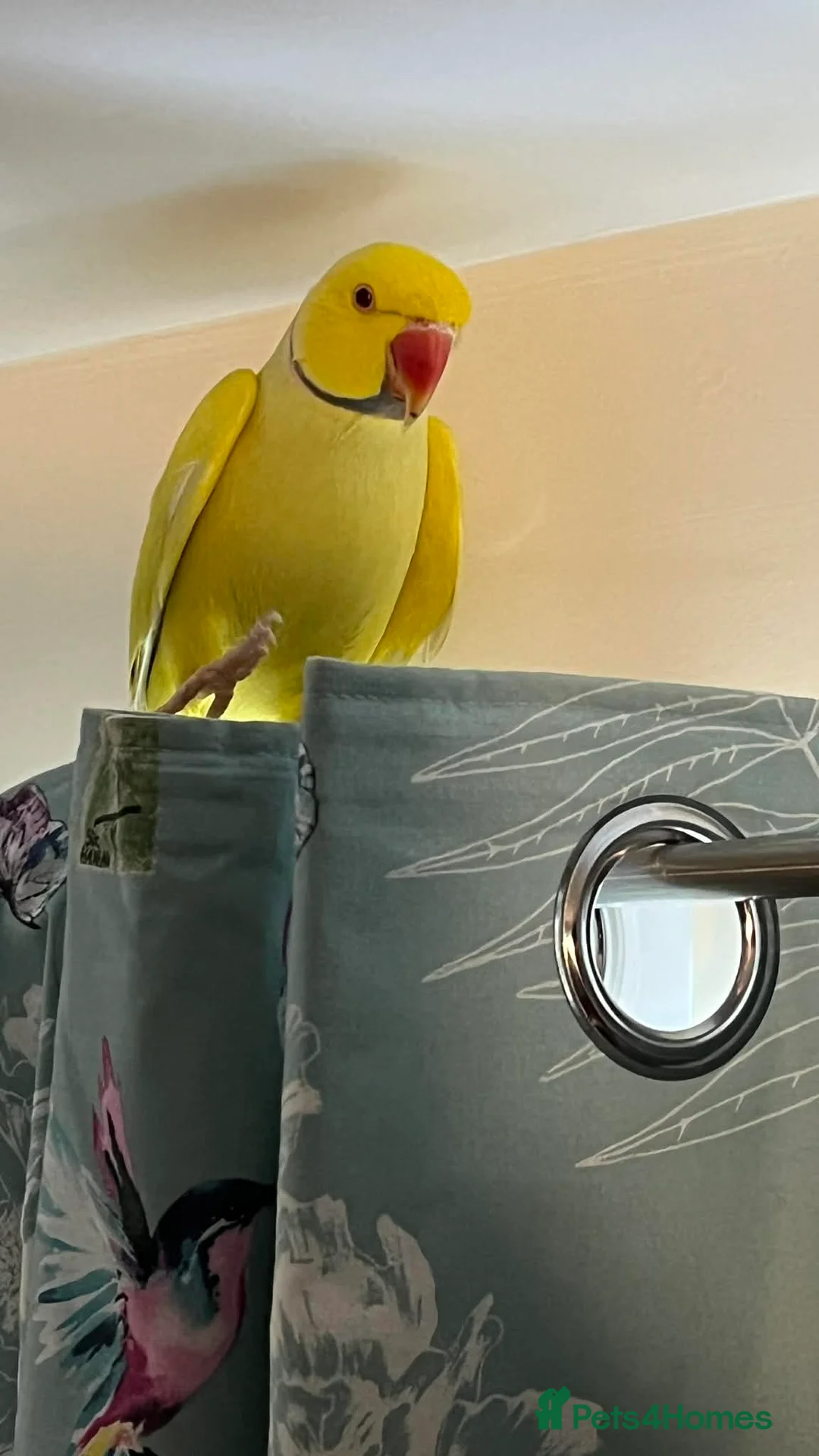 Parrots birds for sale: Breeding pair of ringneck parrots in Newark - Advert 2