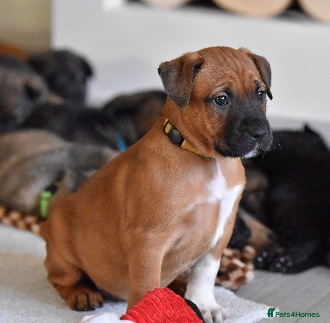 Belgian Shepherd Dog dogs for sale: Bullherders top working lines  - Advert 18