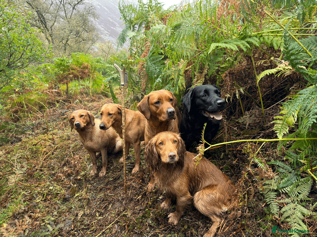 Cocker Spaniel dogs for stud: Golden Fully Health Tested Cocker Spaniel Stud - Advert 5