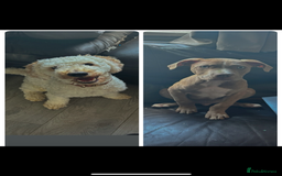 Poochon dogs for sale: Bruce and Bruno  - Image 1