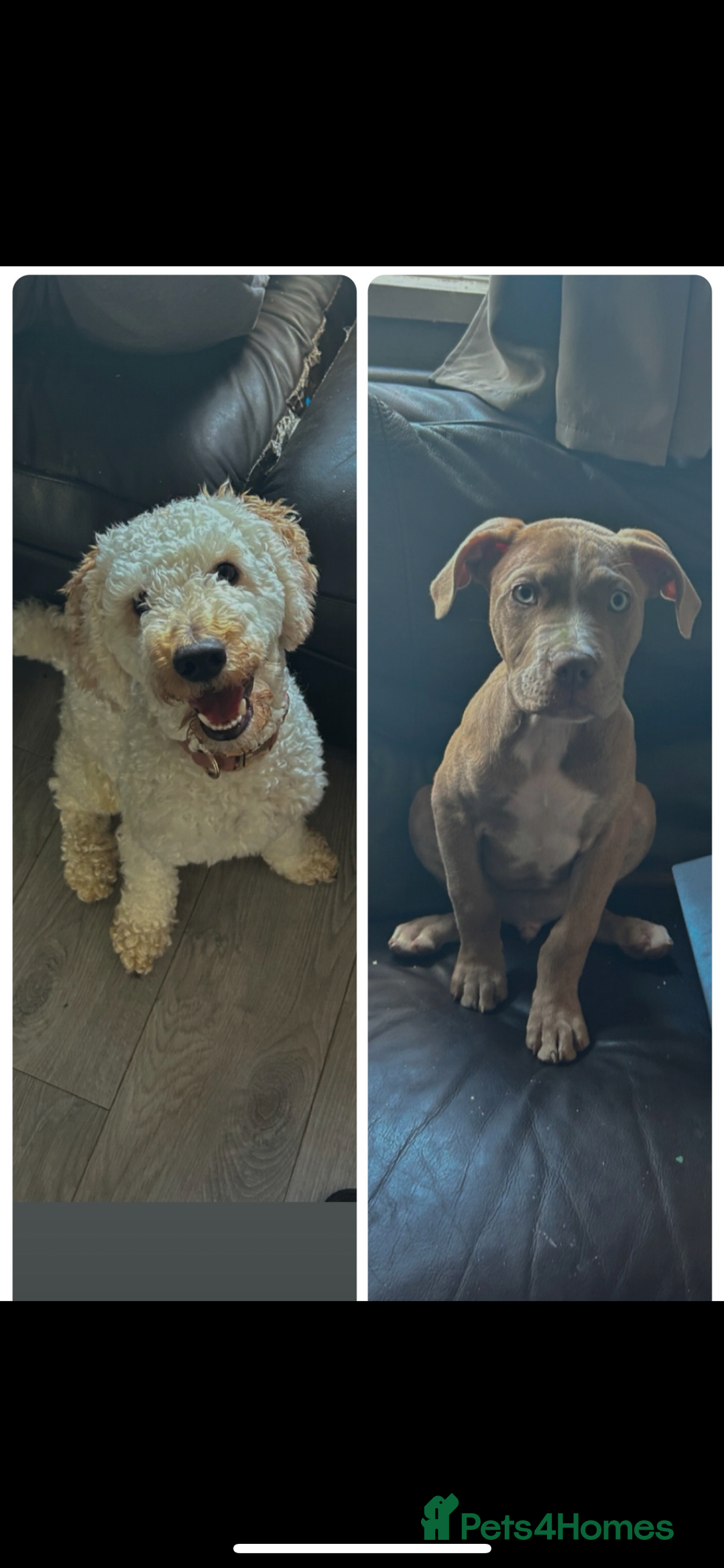 Poochon dogs for sale: Bruce and Bruno  - Image 1