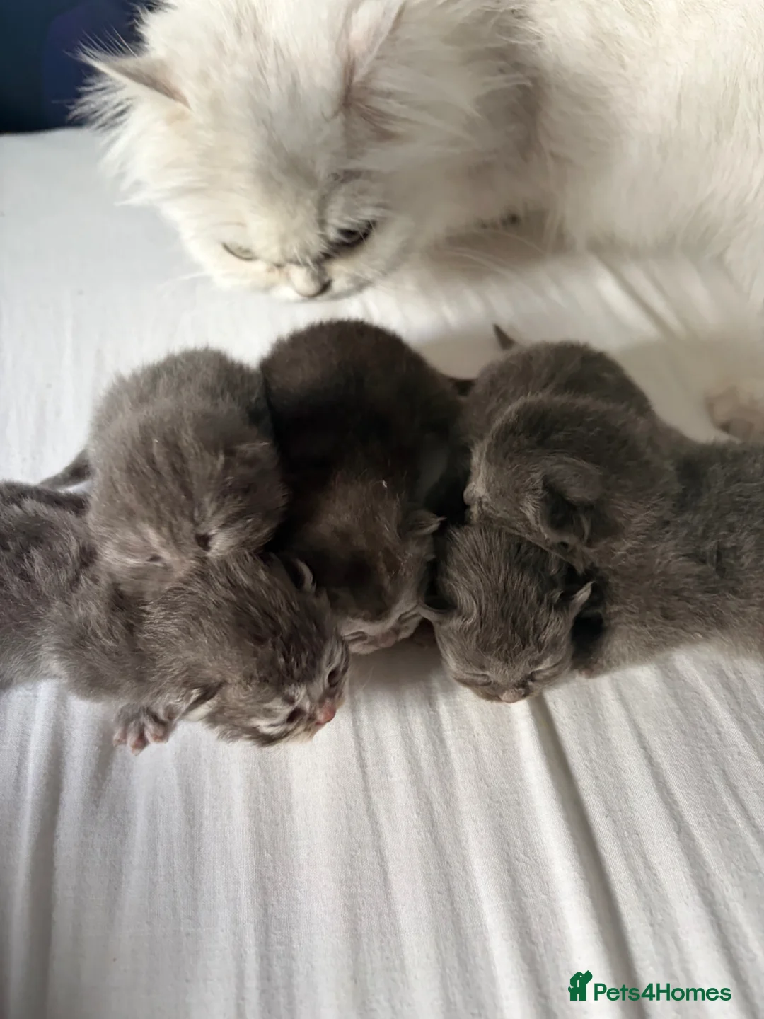 British Shorthair cats for sale: British Chincilllas Persians - Advert 2