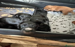 Cockapoo dogs for sale: Exceptional cockapoo pups- 1 Boy, 1 Girl left!! - Image 19