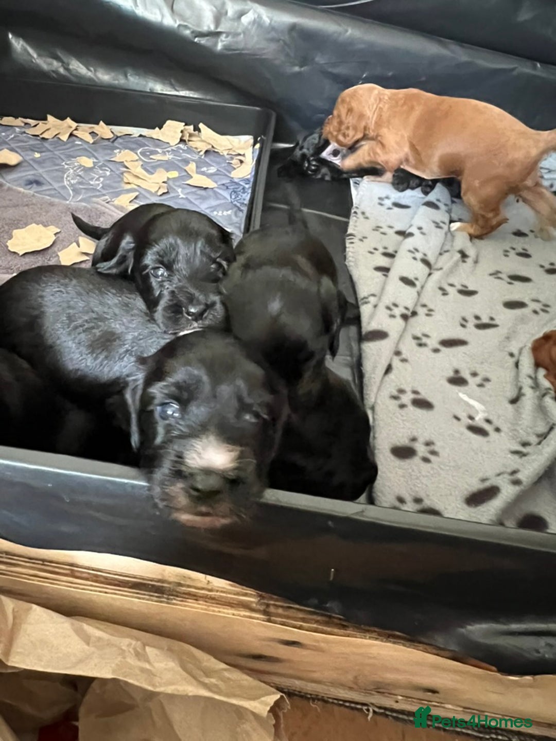 Cockapoo dogs for sale: Exceptional cockapoo pups- 1 Boy, 1 Girl left!! - Image 19