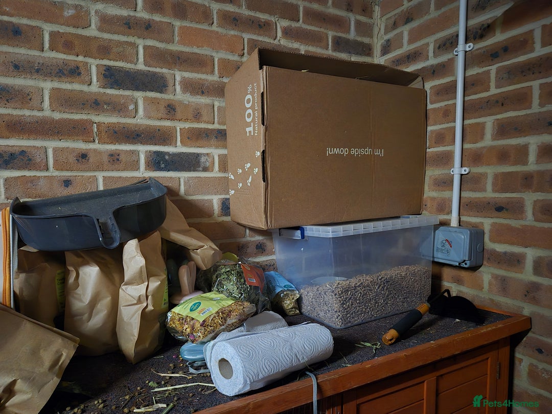 Rex rabbits for sale: REW Standard Rex Buck - Advert 10