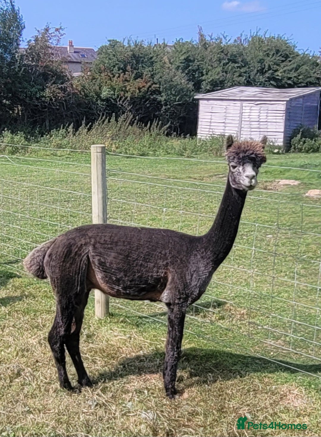 Alpaca livestock for sale: Alpacas for Sale - Advert 4