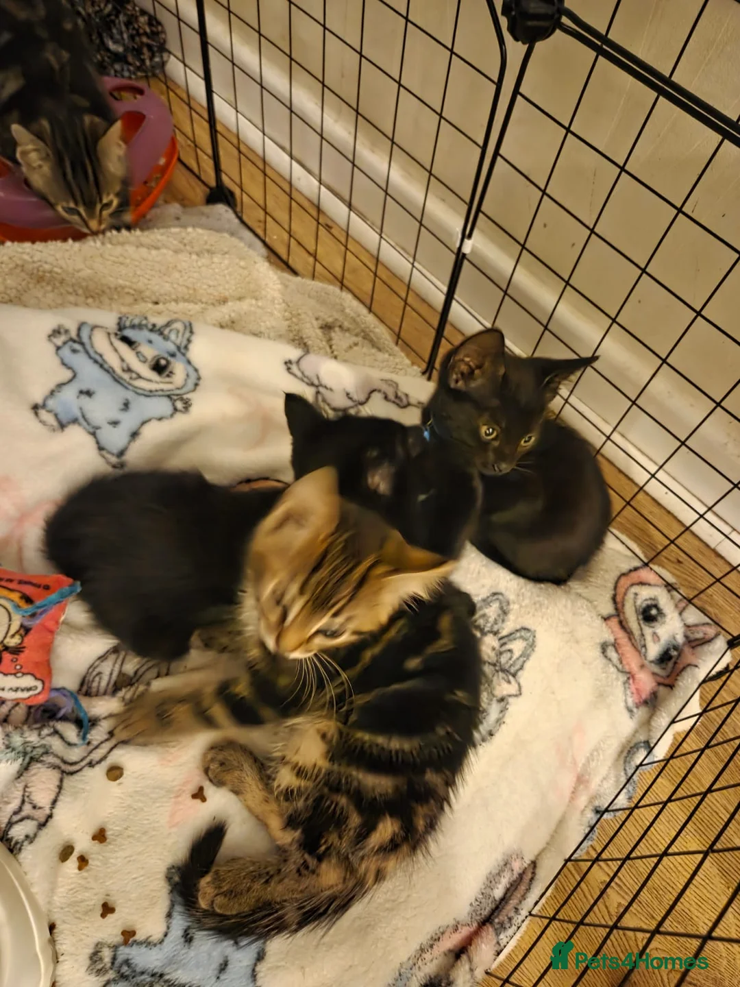 Mixed Breed cats for sale: Gorgeous kittens - Advert 6