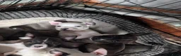 Mixed Breed dogs for sale: **READY NOW**8 staffyxEnglish bull terrier puppies - Advert 16
