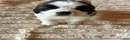 Saint Bernard dogs for sale: 4 beautiful kc reg st bernerd puppies. in Wisbech - Advert 14