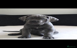 Cane Corso dogs for sale: BEAUTIFUL BLUE CANE CORSO GIRLS - Image 6