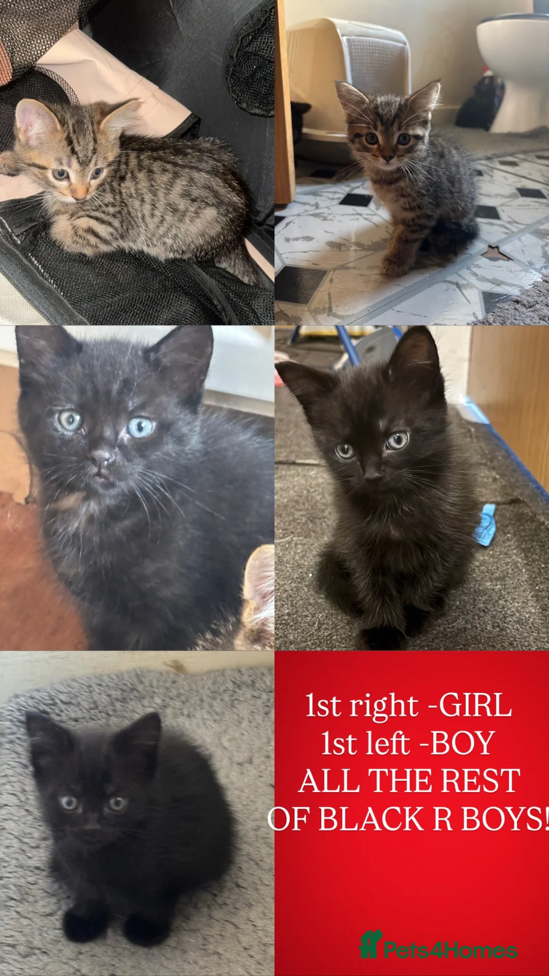 American Shorthair cats for sale: Kittens for sale *READY TO LEAVE* - Advert 2