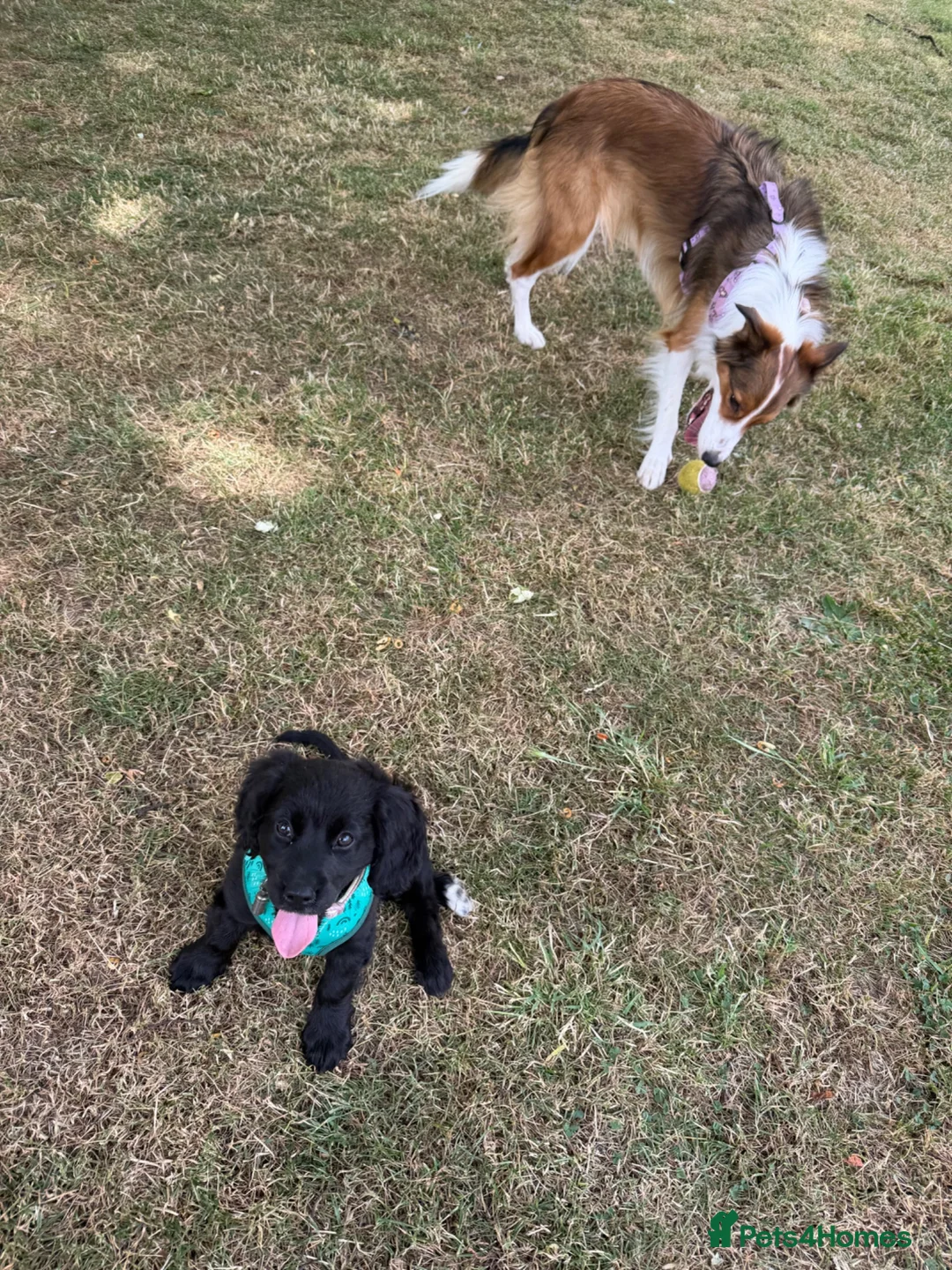 Cocker Spaniel dogs for sale: Beautiful Nala - Advert 2