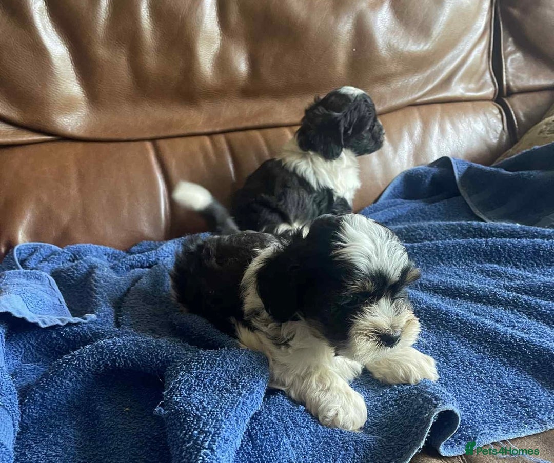 Lhasa Apso dogs for sale: Pedigree Lhasa Apso puppies  - Image 6