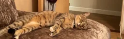 Mixed Breed cats for sale: Tabby male  - Advert 8