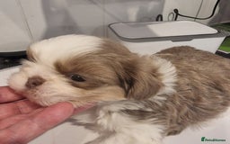 Shih Tzu dogs for sale: Kc reg stunning very tiny babies boys/girls - Image 34