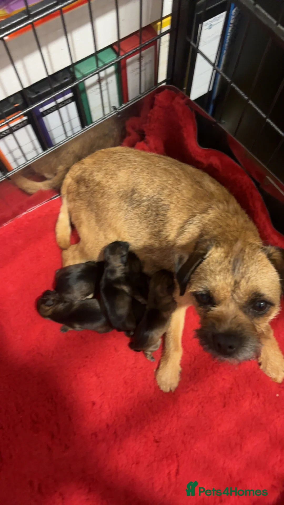 Border Terrier dogs for sale: 💕🐶 gorgeous kc reg Border Terrier puppies  🐶💕 - Advert 3