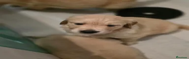 Golden Retriever 2