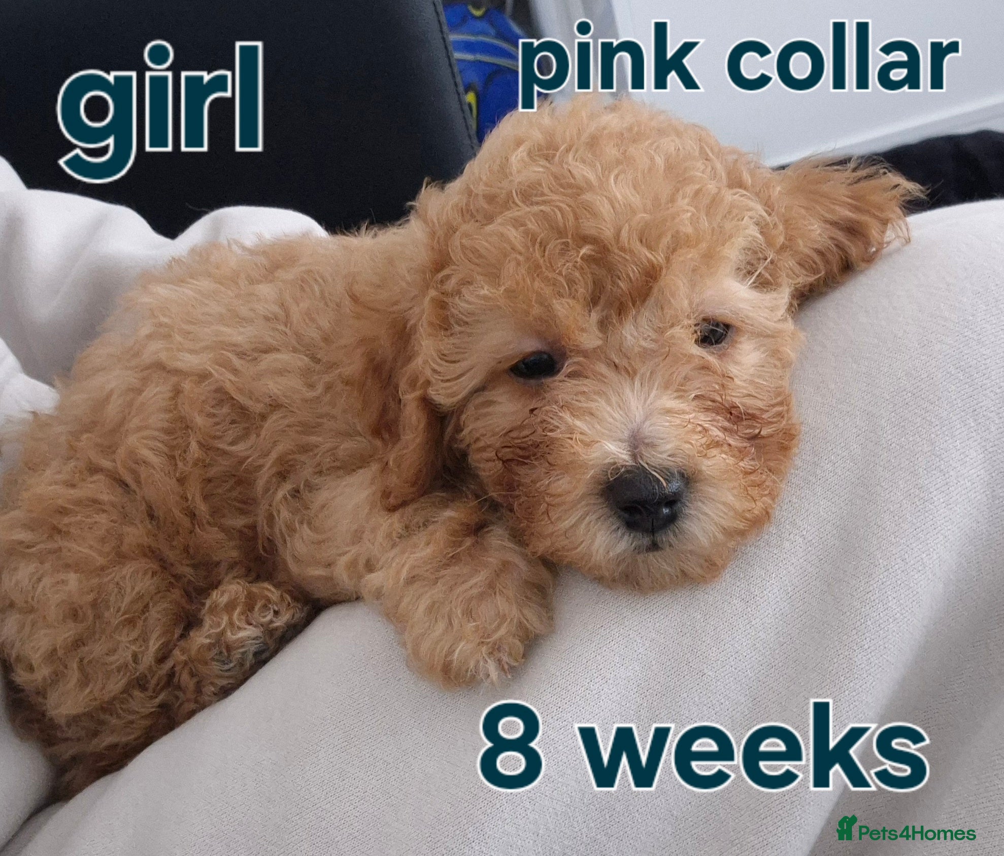 Poochon dogs Poochon - Advert 2