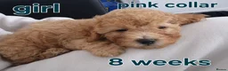 Poochon dogs for sale: Poochon - Advert 12