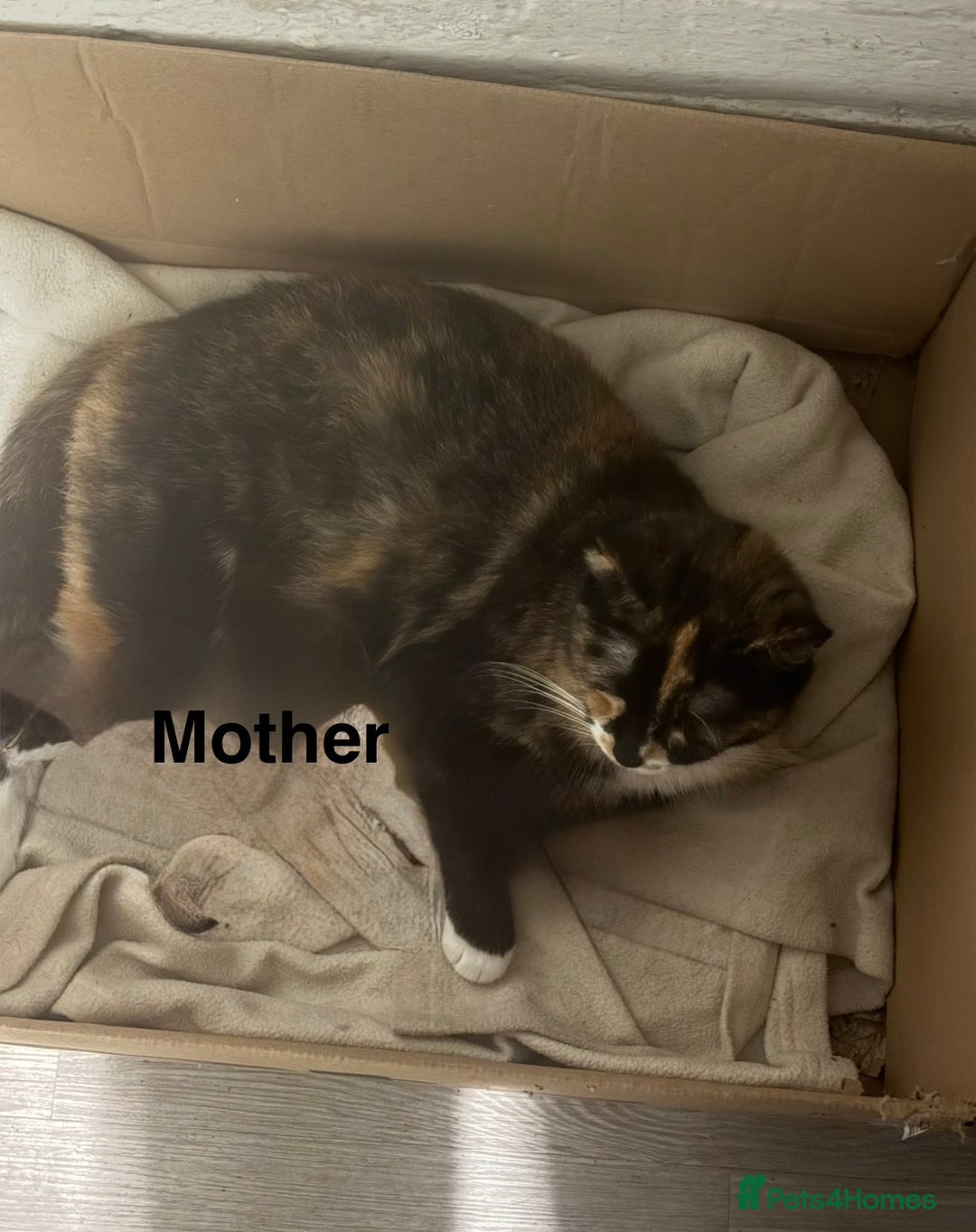 Mixed Breed cats for sale: Beautiful Kittens For Sale  - Advert 2