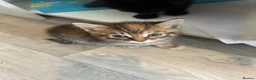 Mixed Breed cats for sale: 4 beautiful kittens for sale  - Advert 2