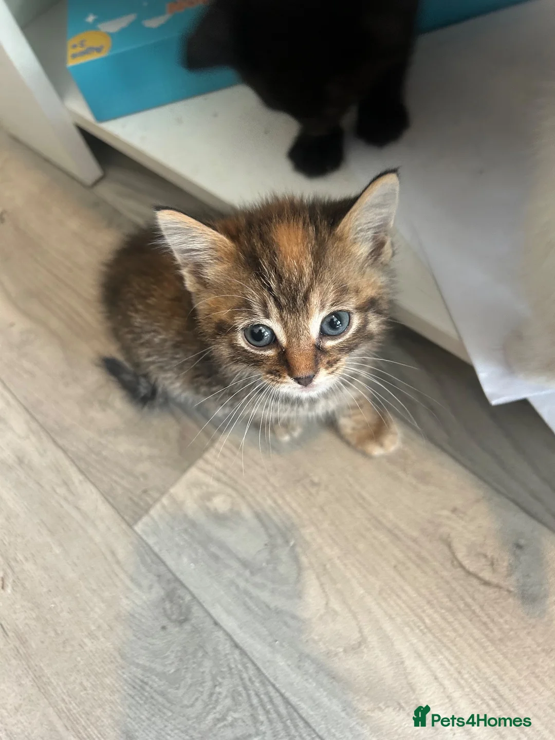 Mixed Breed cats for sale: 4 beautiful kittens for sale  - Advert 2